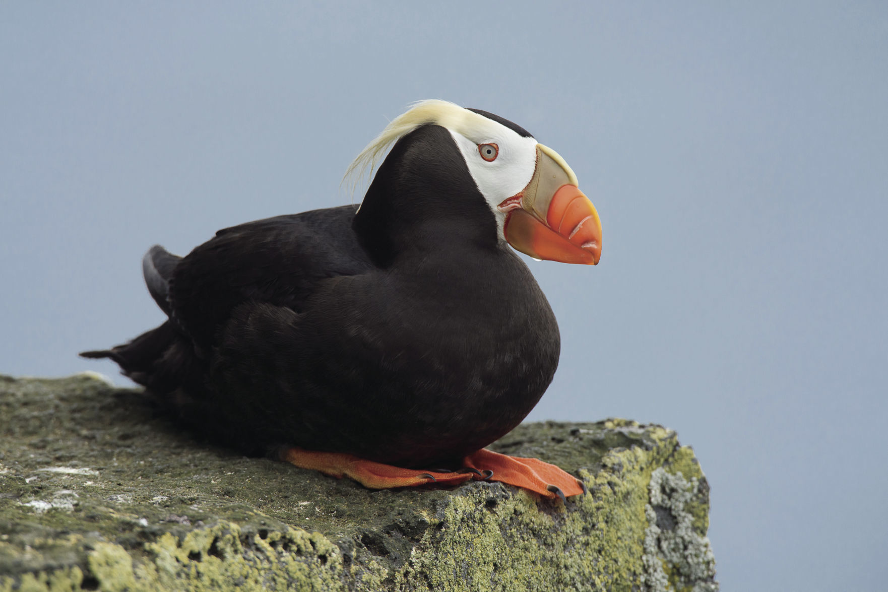 Tufted Puffin
